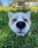 adult black_nose close_up day eyes_open facing_towards grass image Jagger macro mouth_closed no_muzzle_mark orange_eyes red_fox red_fur single standing summer_coat sunny vulpes white_fur wild zoo // 563x711 // 131KB