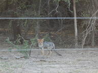 adult black_nose black_tail_tip color day eyes_open facing_towards forest full_body gray_fur image lycalopex mouth_closed orange_eyes pampas_fox photo red_fur single standing staring summer_coat sunny wild // 4608x3456 // 6.8MB