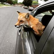 adult black_nose cloudy color day eyes_open facing_side image mouth_closed no_muzzle_mark orange_eyes partial_body pet photo playing red_fox red_fur single standing staring urban vulpes white_fur winter_coat // 1080x1080 // 271KB