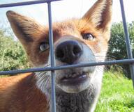 adult black_nose close_up day eyes_open facing_towards fence forest grass green_eyes image mouth_closed partial_body portrait red_fox red_fur single sniffing summer_coat sunny teeth vulpes white_fur wild // 2560x2152 // 970KB