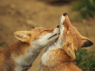 adult day eyes_closed image multiple photo red_fox tagme vulpes // 4096x3072 // 1.5MB