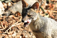 adult black_nose color day eyes_open facing_towards gray_fur image licking lycalopex mlem mouth_open orange_eyes outdoors partial_body photo sechuran_fox single standing sunny teeth tongue white_fur wild // 5184x3456 // 4.4MB