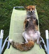 adult black_nose cloudy day eyes_open facing_towards female full_body funny image mouth_closed muzzle_mark on_back orange_eyes outdoors red_fox red_fur single summer_coat vulpes white_fur white_tail_tip wild // 661x727 // 197KB