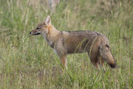 adult black_nose black_tail_tip color day eyes_open facing_side full_body grass gray_fur image lycalopex mouth_closed orange_eyes pampas_fox photo red_fur single standing staring summer_coat sunny wild // 6708x4472 // 11MB