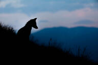 adult eyes_open facing_down facing_side full_body grass image mouth_closed photo red_fox silhouette single sitting staring twilight vulpes wild // 2600x1733 // 86KB