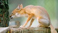 adult black_nose captivity color day eating eyes_open facing_side full_body gray_fur image mouth_closed orange_eyes photo single sitting summer_coat swift_fox tan_fur vulpes white_fur zoo // 5032x2875 // 1.9MB