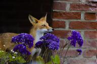 adult black_nose cloudy day eyes_open facing_side grass image mouth_closed muzzle_mark orange_eyes outdoors partial_body red_fox red_fur single standing summer_coat urban vulpes white_fur white_tail_tip wild // 2048x1366 // 498KB