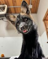 adult black_fur black_nose close_up color day eyes_open facing_towards full_body image indoors mouth_open orange_eyes pet photo red_fox red_fur single sitting still summer_coat sunny teeth tongue vulpes white_tail_tip zoo // 1080x1350 // 258KB