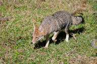 adult black_nose black_tail_tip day eyes_open facing_side full_body grass gray_fur lycalopex mouth_closed orange_eyes pampas_fox red_fur single standing summer_coat sunny walking wild // 3072x2039 // 1.8MB