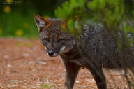 adult cloudy color darwin's_fox day eyes_open facing_towards gray_fur image lycalopex mouth_closed orange_eyes outdoors partial_body photo single walking wild // 2048x1356 // 1.9MB