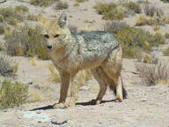 adult black_nose black_tail_tip day eyes_open facing_towards full_body grass gray_fur lycalopex mouth_closed orange_eyes pampas_fox red_fur single standing staring summer_coat sunny wild // 2048x1536 // 1.1MB