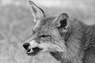 adult black_nose day eyes_open facing_side grass gray_fur grayscale image mouth_closed orange_eyes outdoors partial_body portrait red_fox red_fur single summer_coat sunny teeth vulpes white_fur wild // 4480x2990 // 4.0MB