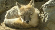 adult black_nose black_tail_tip close_up color curled eyes_closed facing_towards full_body gray_fur image mountains mouth_closed photo single sleeping sunny swift_fox tan_fur twilight vulpes white_fur wild winter_coat // 3968x2232 // 2.0MB