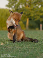 adult black_nose cloudy color day eyes_open facing_towards full_body grass grooming image mouth_open muzzle_mark outdoors photo red_fox red_fur single sitting summer_coat teeth urban vulpes wild // 750x1024 // 167KB