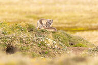 arctic_fox black_fur black_nose black_tail_tip color day eyes_open facing_away facing_towards full_body grass holding_something image mouth_closed multiple on_side orange_eyes photo playing standing staring summer_coat sunny vulpes white_fur wild young // 5588x3727 // 12MB