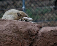 adult black_nose captivity cloudy color curled eyes_closed facing_side full_body image mouth_closed photo shedding single sleeping swift_fox tan_fur twilight vulpes white_fur zoo // 1506x1205 // 916KB