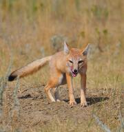 adult black_nose black_tail_tip color day eyes_open facing_towards full_body grass image licking mlem mouth_open orange_eyes photo single standing staring summer_coat sunny swift_fox tan_fur teeth tongue vulpes white_fur wild // 1780x1898 // 805KB