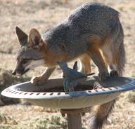 adult bird_bath black_nose black_tail_tip day desert drinking eyes_open facing_side full_body gray_fox gray_fur image mouth_closed orange_eyes red_fur single standing summer_coat sunny urocyon white_fur wild // 1280x1228 // 458KB