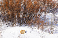 adult black_nose color curled day eyes_closed facing_towards full_body image mouth_closed photo red_fox red_fur single sleeping snow sunny vulpes white_fur white_tail_tip wild winter_coat // 2600x1734 // 1.3MB