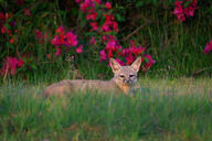 adult bengal_fox black_nose color day eyes_open facing_towards grass image mouth_closed on_stomach outdoors photo single summer_coat tan_fur vulpes wild // 2047x1365 // 649KB