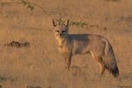 adult bengal_fox black_nose black_tail_tip color day desert eyes_open facing_towards image mouth_closed outdoors photo single standing summer_coat tan_fur vulpes wild // 1504x1003 // 293KB