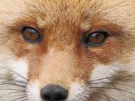 adult black_nose captivity close_up day eyes_open facing_towards image mouth_closed orange_eyes partial_body portrait red_fox red_fur single vulpes white_fur zoo // 1900x1425 // 639KB