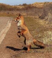 adult black_nose day eyes_open full_body image mouth_closed muzzle_mark orange_eyes red_fox red_fur single standing_biped summer_coat urban vulpes white_fur white_tail_tip wild // 1280x1427 // 667KB