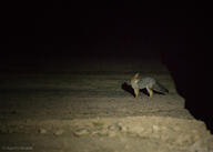 adult black_nose black_tail_tip color desert eyes_open facing_side far_away full_body gray_fur image lycalopex mouth_closed night orange_eyes pampas_fox photo red_fur single standing staring summer_coat wild // 3000x2143 // 1.5MB