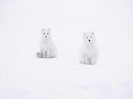 adult arctic_fox black_nose day eyes_open facing_towards far_away full_body image mouth_closed multiple orange_eyes outdoors sitting snow sunny vulpes white_fur white_tail_tip wild winter_coat // 7093x5293 // 1.6MB