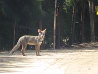 adult black_nose black_tail_tip color day eyes_open facing_towards forest full_body gray_fur image lycalopex mouth_closed orange_eyes outdoors photo sechuran_fox single standing sunny white_fur wild // 2048x1536 // 1.7MB