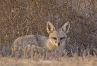 adult bengal_fox black_nose color day eyes_open facing_towards grass image mouth_closed outdoors photo single standing summer_coat tan_fur vulpes wild // 1024x703 // 318KB