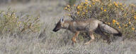 adult black_nose black_tail_tip day desert eyes_open facing_side full_body gray_fur lycalopex mouth_closed orange_eyes pampas_fox red_fur single standing summer_coat sunny walking wild // 600x240 // 185KB