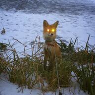 adult black_nose cloudy day eyes_open facing_towards full_body funny grass image laser_eyes leash mouth_closed muzzle_mark Nixie orange_eyes pet red_fox red_fur single sitting snow summer_coat vulpes white_fur // 1080x1080 // 207KB