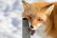 adult black_nose captivity color day eating eyes_closed facing_towards image mouth_open no_muzzle_mark partial_body photo red_fox red_fur single snow standing sunny teeth tongue vulpes white_fur winter_coat zoo // 1280x853 // 150KB