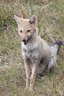 adult black_nose black_tail_tip cloudy day eyes_open facing_towards full_body grass gray_fur lycalopex mouth_open orange_eyes pampas_fox red_fur single sitting staring summer_coat teeth wild // 1067x1600 // 694KB