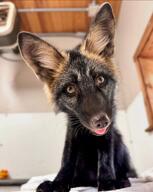 adult black_fur black_nose blep close_up color day eyes_open facing_towards full_body image indoors mouth_open orange_eyes pet photo red_fox red_fur single sitting still summer_coat sunny teeth tongue vulpes white_tail_tip zoo // 1080x1352 // 265KB