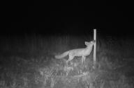 adult black_nose black_tail_tip eyes_open facing_side full_body grass grayscale image mouth_closed night photo scratching single standing summer_coat swift_fox vulpes wild // 1928x1279 // 287KB