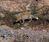 adult black_nose color day eyes_open facing_side full_body grass gray_fur image mountains mouth_closed orange_eyes photo single standing sunny tan_fur tibetan_fox vulpes walking white_tail_tip wild winter_coat // 1508x1275 // 767KB