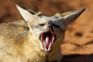 adult bat-eared_fox day eyes_closed image mouth_open otocyon photo single yawning // 1386x921 // 274KB