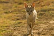 adult bengal_fox black_nose color day eyes_open facing_towards grass image mouth_closed outdoors photo single standing summer_coat tan_fur vulpes wild // 1024x682 // 109KB