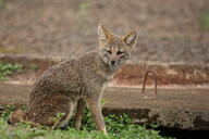 adult black_nose color day eyes_open facing_towards full_body grass gray_fur hoary_fox image lycalopex mouth_closed orange_eyes outdoors photo single sitting tan_fur wild // 2048x1365 // 651KB