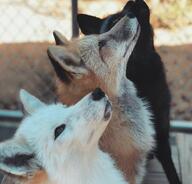 adult black_fur black_nose captivity color day eyes_open facing_side image mouth_closed multiple muzzle_mark orange_eyes outdoors partial_body photo red_fox red_fur sitting sunny vulpes white_fur zoo // 1280x1226 // 178KB