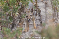 adult black_nose black_tail_tip day desert eyes_open facing_towards full_body gray_fur lycalopex mouth_open orange_eyes pampas_fox panting red_fur single standing staring summer_coat sunny teeth tongue wild // 600x400 // 218KB