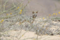 adult black_nose black_tail_tip color day desert eyes_open facing_towards full_body gray_fur image lycalopex mouth_closed orange_eyes outdoors photo sechuran_fox single standing sunny white_fur wild // 3072x2048 // 707KB