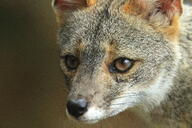 adult black_nose color day eyes_open facing_towards full_body gray_fur image lycalopex mouth_closed orange_eyes outdoors photo sechuran_fox single standing sunny white_fur wild // 5472x3648 // 21MB