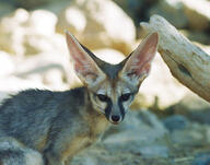 adult black_nose blanford's_fox color day desert eyes_open facing_towards image mouth_closed orange_eyes outdoors partial_body photo single sunny tan_fur vulpes wild // 552x435 // 202KB