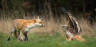 adult black_nose day eyes_open facing_side full_body grass image mouth_closed multiple_species orange_eyes outdoors red_fox red_fur standing vulpes white_fur wild // 2047x1006 // 426KB