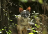 adult black_nose color day eyes_open facing_towards forest gray_fur image lycalopex mouth_closed orange_eyes outdoors partial_body photo sechuran_fox single standing sunny white_fur wild // 1024x729 // 149KB