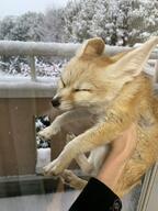 adult black_eyes black_nose black_tail_tip day eyes_closed facing_towards fennec_fox full_body funny held_up image indoors mouth_closed muzzle_mark pet single snow tan_fur vulpes winter_coat // 1536x2048 // 345KB