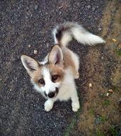 adult black_fur black_nose cloudy day eyes_open facing_up full_body image mouth_closed orange_eyes outdoors pet red_fur single sitting white_fur white_tail_tip // 500x560 // 78KB